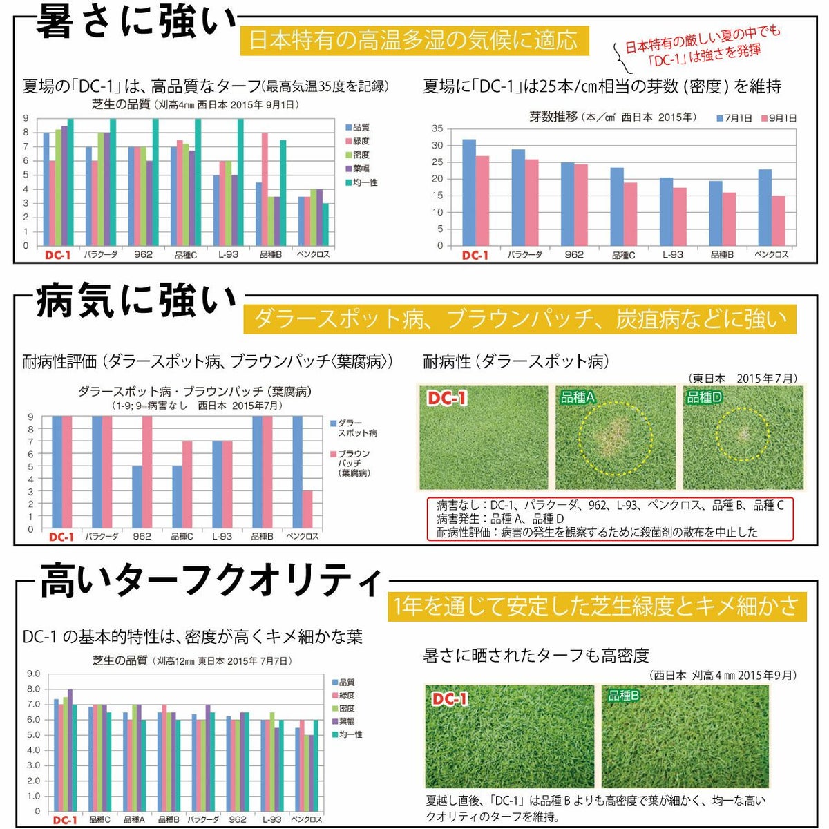 超高級芝生ニュークリーピングベントグラス 新品種DC-1