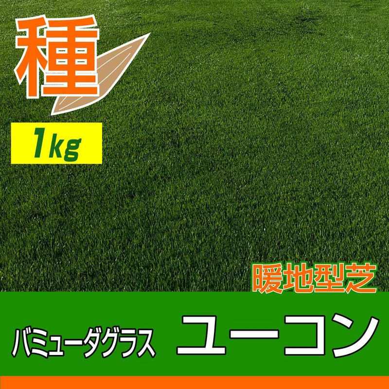 バミューダグラス ユーコン