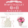 カーネーション＆エプロンセット（ひなあられ5号鉢＆ローラアシュレイエプロン）