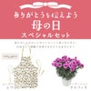 カーネーション＆エプロンセット（オルフィカ5号鉢＆ローラアシュレイエプロン）