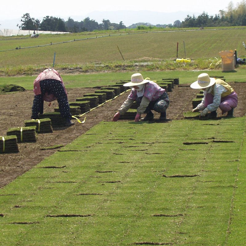 【3０平米 高麗芝】高麗芝