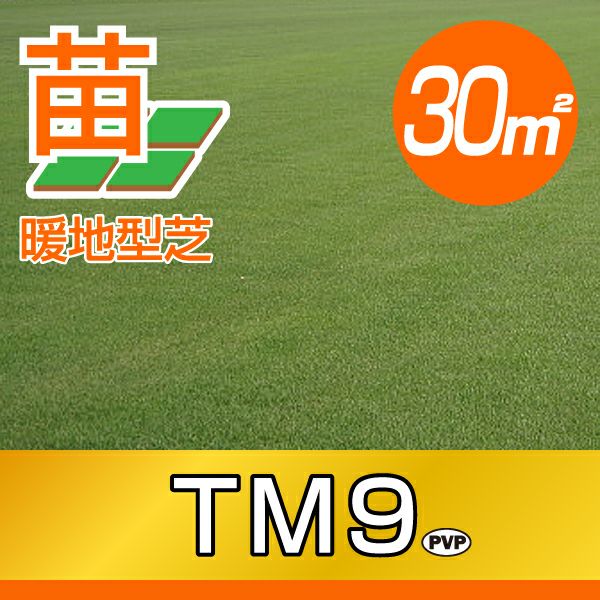 30平米 TM9】省管理型高麗芝 TM9 ティーエムナイン 登録品種 30平米 TM9】省管理型高麗芝 TM9 ティーエムナイン 登録品種