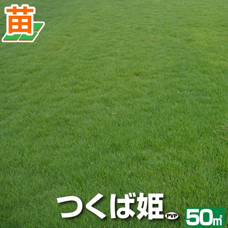 50平米 つくば姫】 つくば姫 姫高麗芝 登録品種 張り芝用 つくば産 50