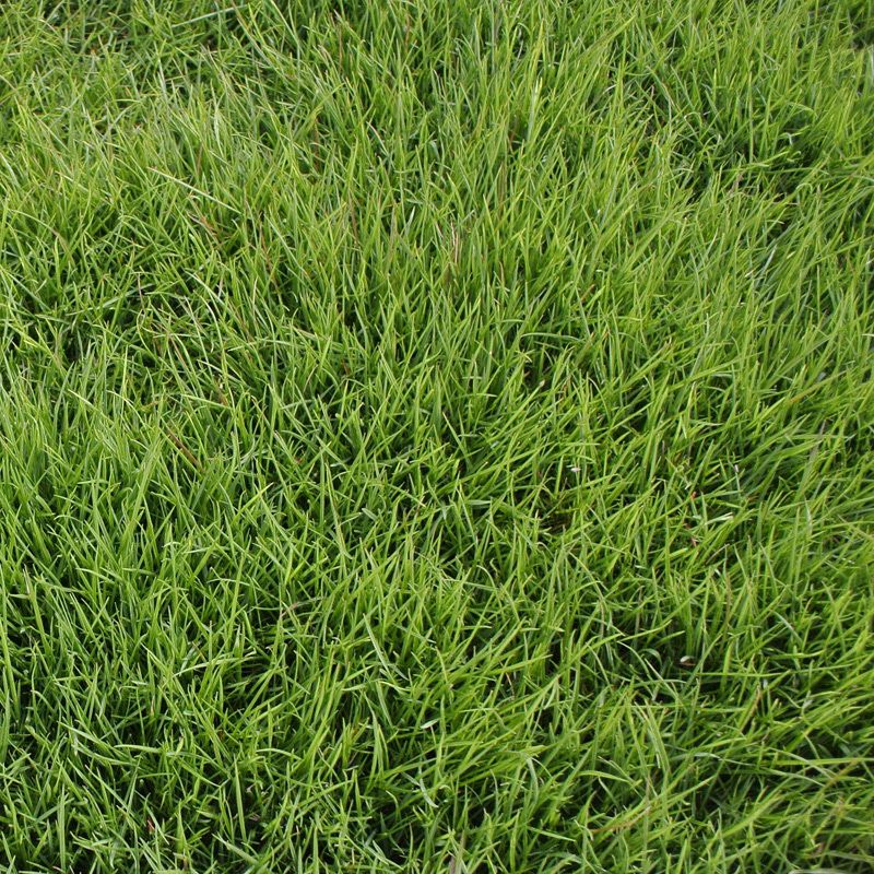 【50平米 つくば姫】 つくば姫 姫高麗芝 登録品種 張り芝用 つくば産 50平米(15坪分)