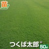 つくば太郎 野芝 登録品種 張り芝用 つくば産50平米(15坪分)