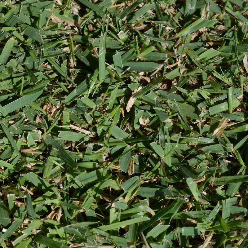 つくば太郎 野芝 登録品種 張り芝用 つくば産50平米(15坪分)