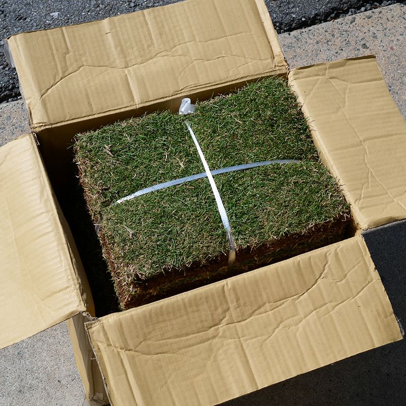 つくば太郎 野芝 登録品種 張り芝用 つくば産50平米(15坪分)