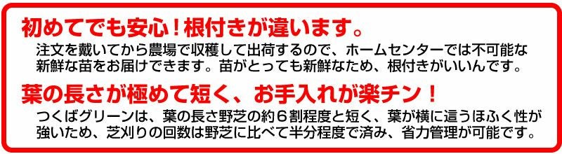 【50平米 つくばグリーン】 つくばグリーン 野芝 張り芝用 つくば産 50平米(15坪分)