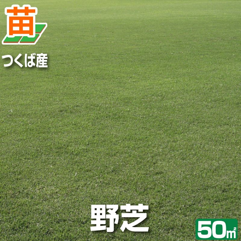 野芝（普通種） | 芝生のことならバロネスダイレクト