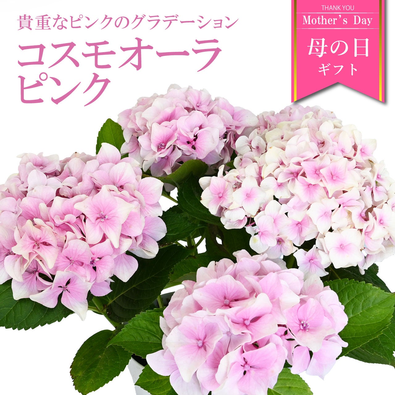 数量限定】紫陽花 コスモオーラ ピンク 5号鉢 鉢植え ギフト 母の日