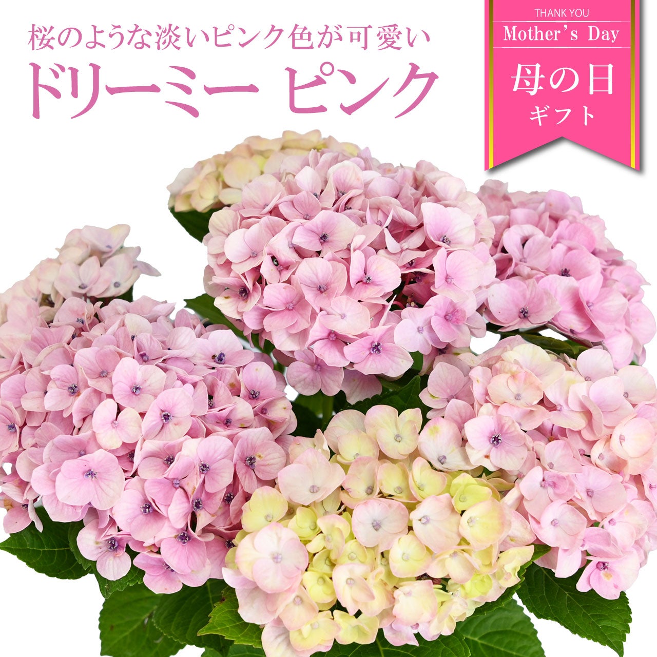 数量限定】紫陽花 ドリーミー ピンク 5号鉢 鉢植え ギフト 母の日