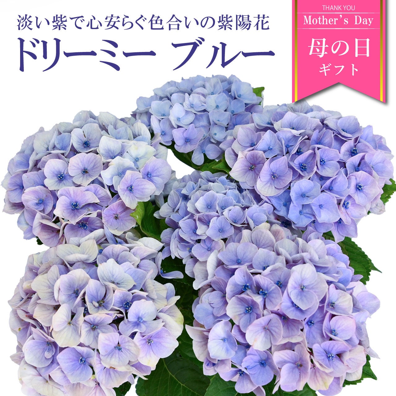 紫陽花ご予約用ページ 数量限定】紫陽花 ドリーミー ブルー 5号鉢 鉢植え ギフト 母の日