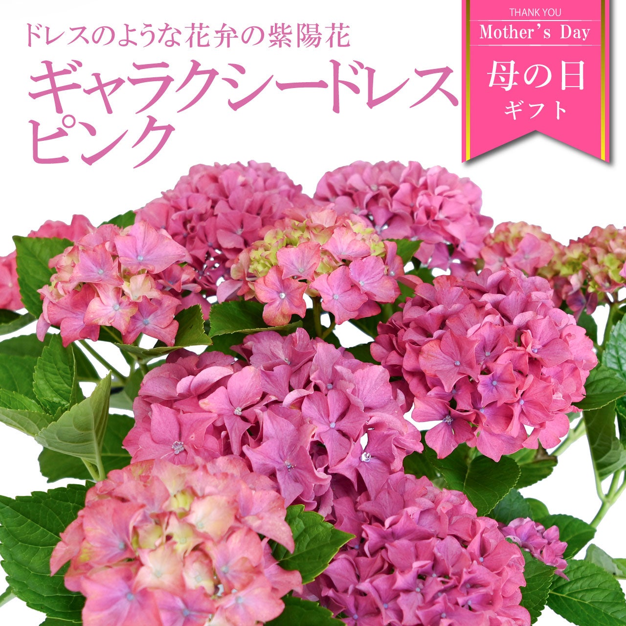 数量限定】紫陽花 ギャラクシードレス ピンク 5号鉢 鉢植え ギフト 母