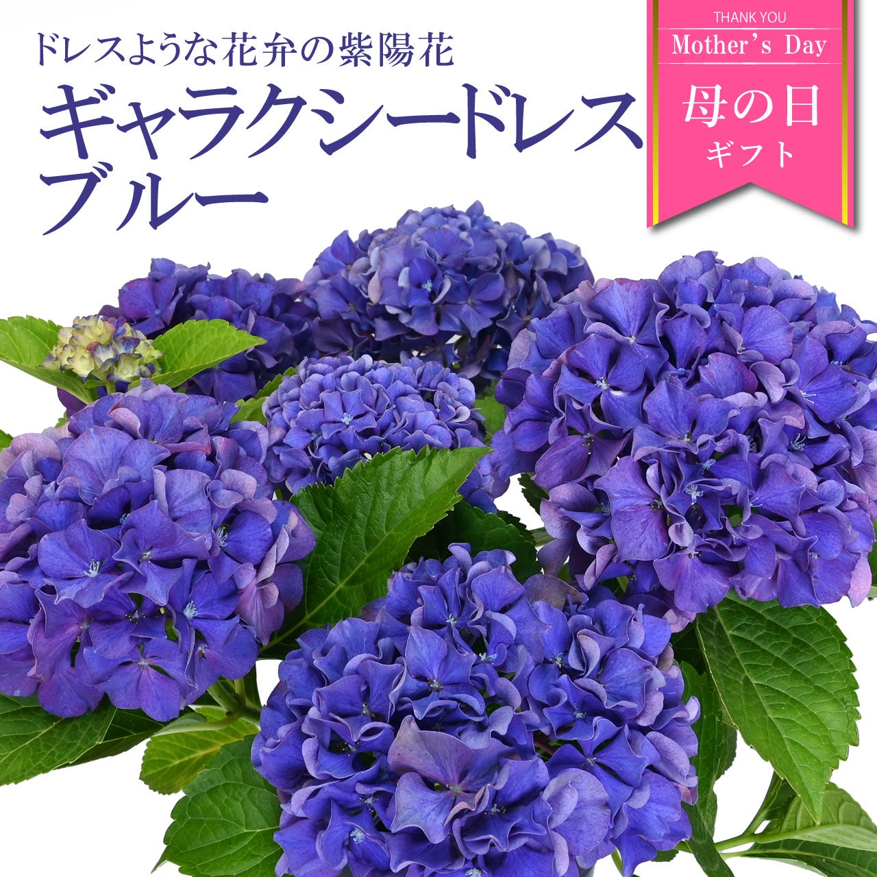 紫陽花 紫陽花どんどん入荷中です〜🐌 個人的に惹かれるのは1枚目、月虹