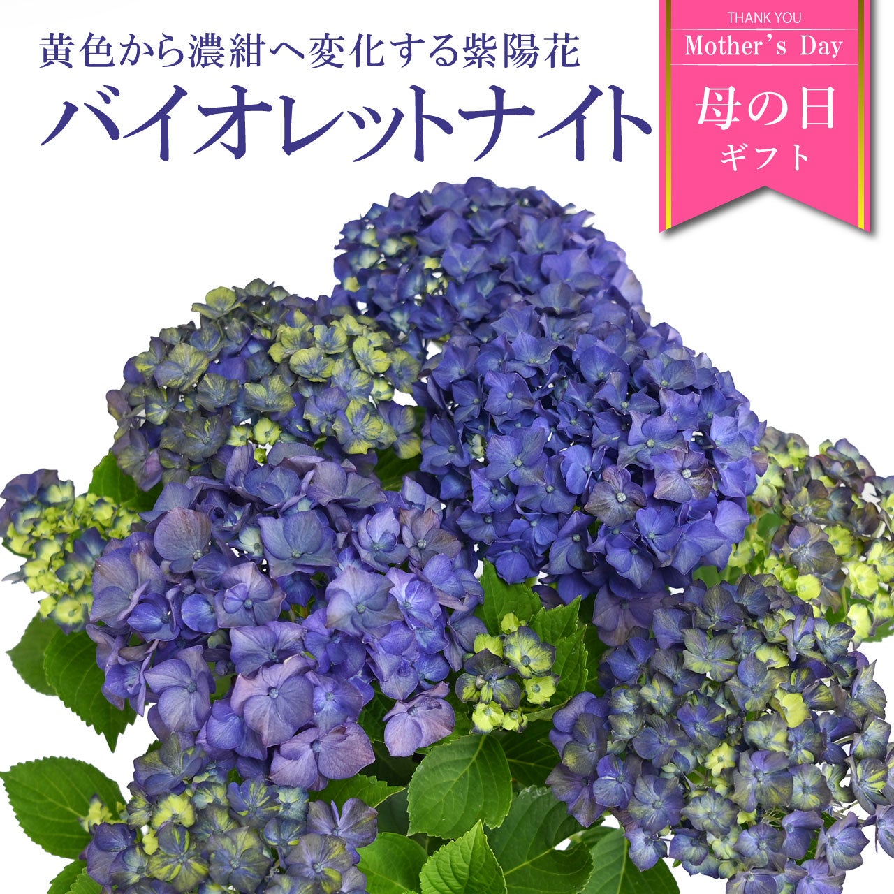 数量限定】紫陽花 バイオレットナイト 5号鉢 鉢植え ギフト 母の日