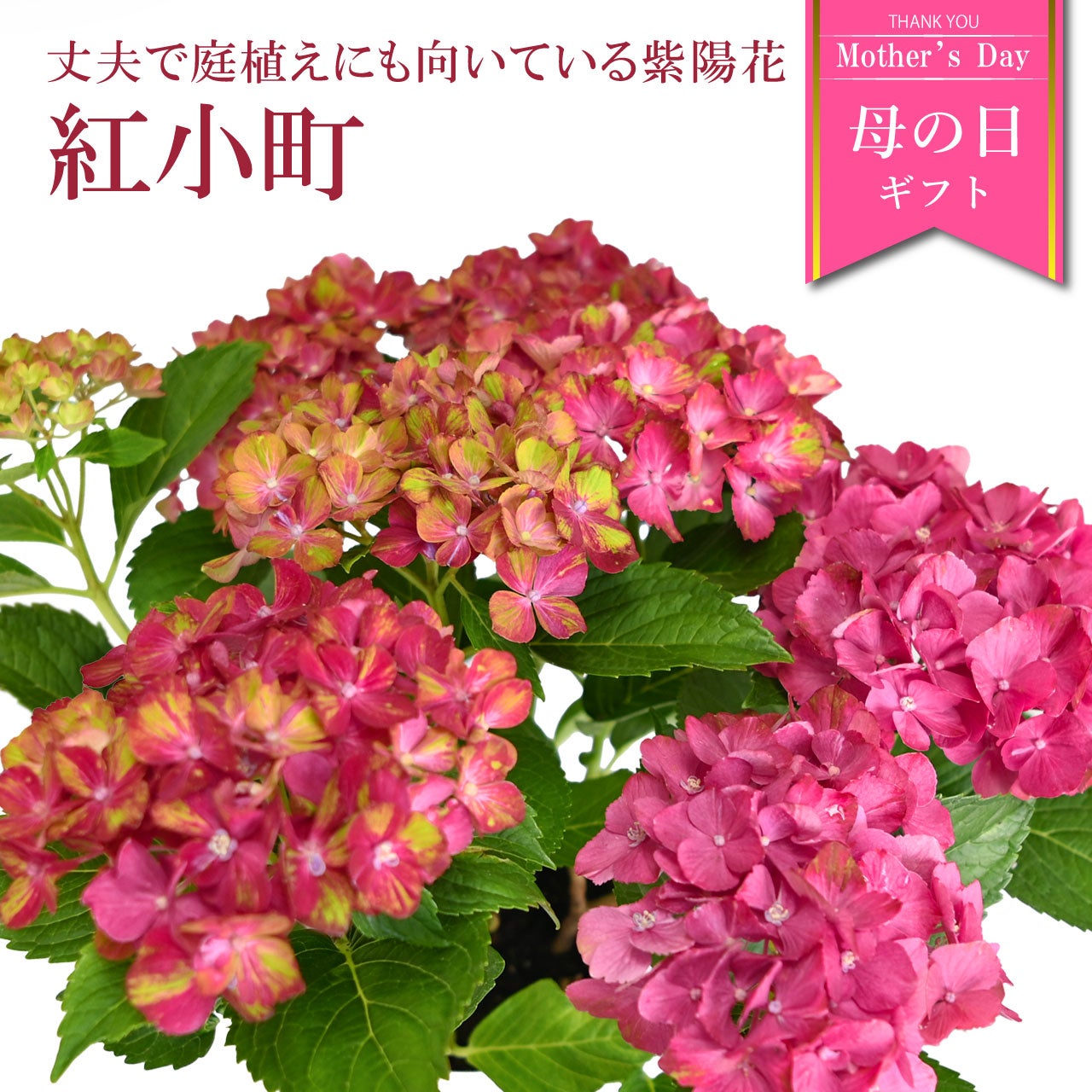 数量限定】紫陽花 紅小町 5号鉢 鉢植え ギフト 母の日プレゼント用