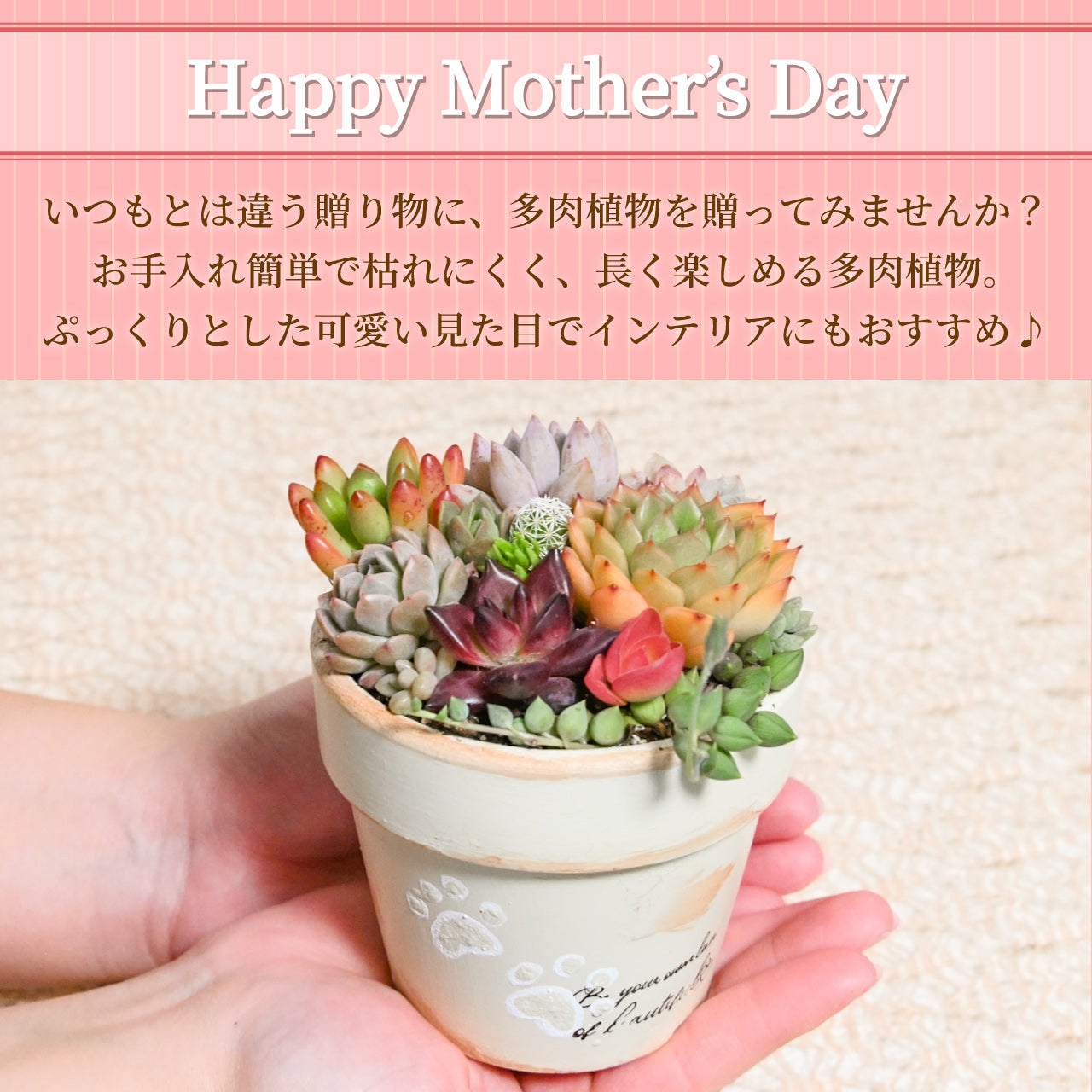多肉寄せ植え 選べる鉢 レッド ブラック モスグリーン アイボリー 多肉