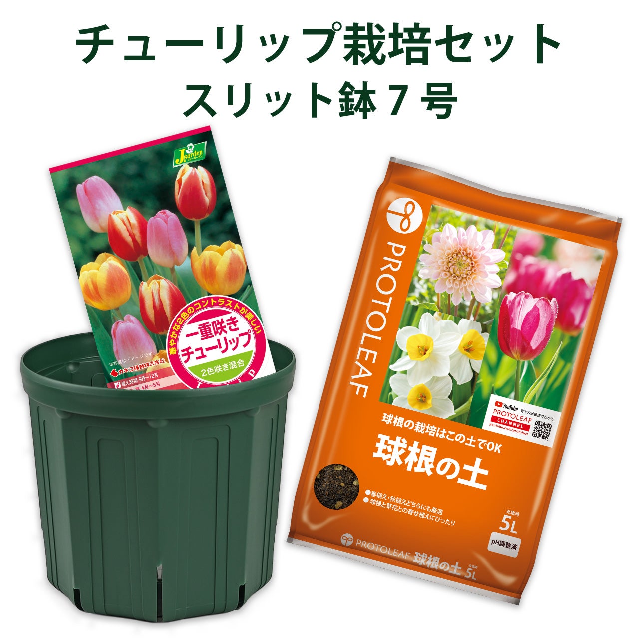 球根 チューリップ 栽培セット 球根4球＆KANAYA スリット鉢7号＆プロト
